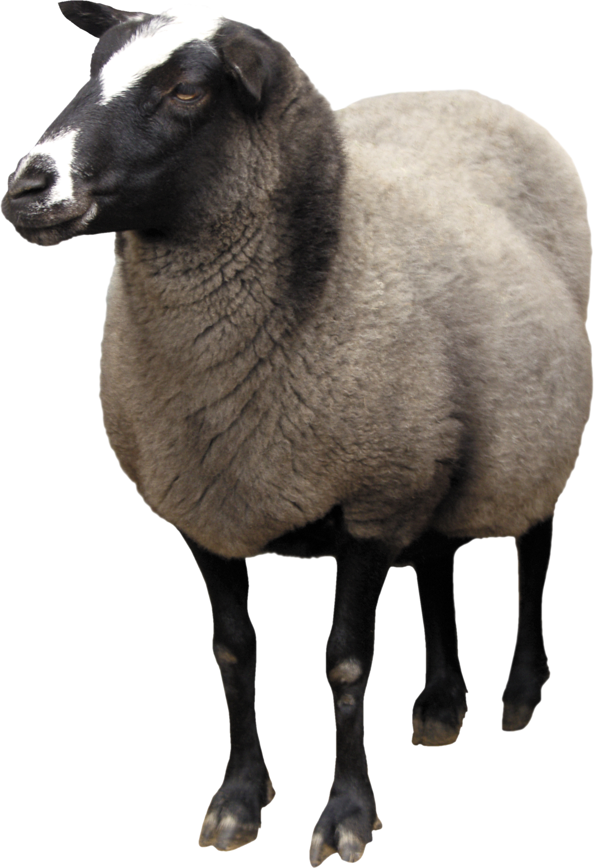 Sheep 1