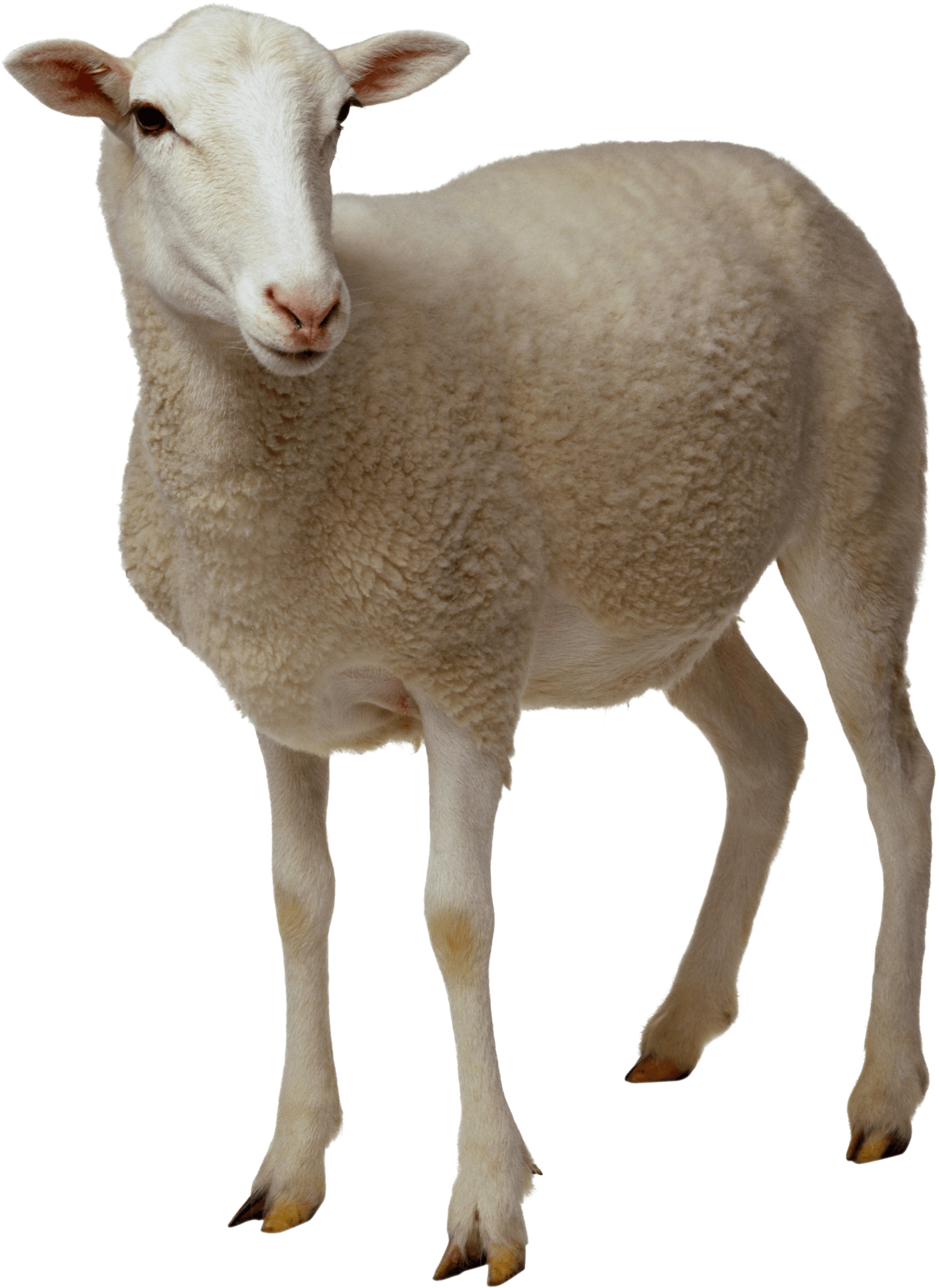 Sheep 3